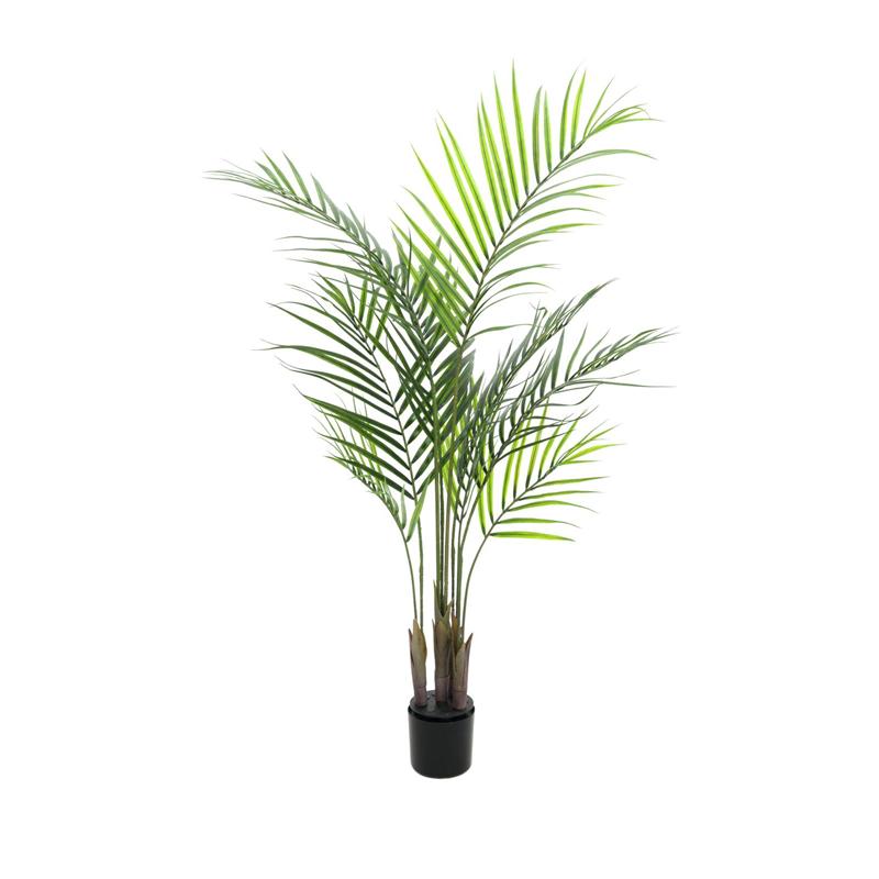 Areca palma z velikimi listi 125cm EUROPALMS