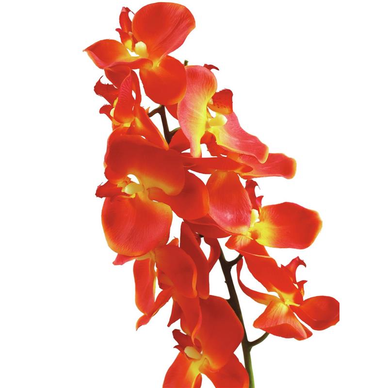 EUROPALMS Orchid spray, orange, 70cm