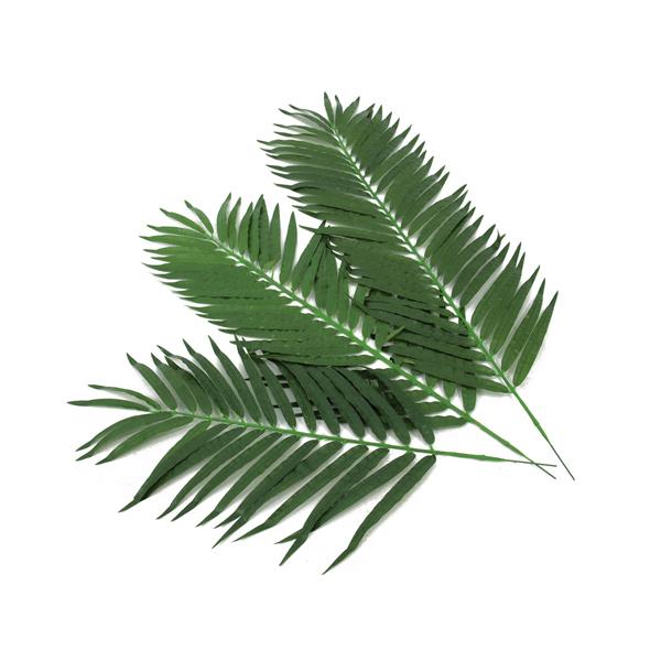 Kokosova palmova veja 80cm 12x EUROPALMS