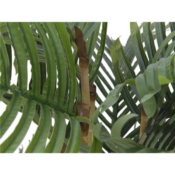 EUROPALMS Kentia palm tree, 140cm