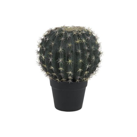 Desert-Cactuses