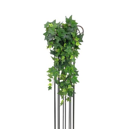 Tendrils-Hanging-Plants