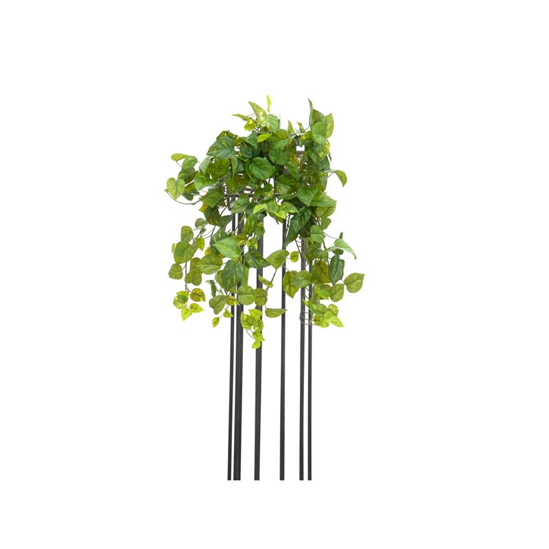 EUROPALMS Pothos Bush Tendril Premium, 50cm