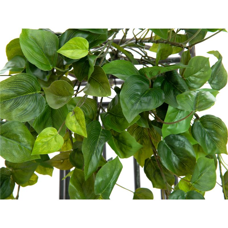 Philodendron Bush Premium 50cm EUROPALMS