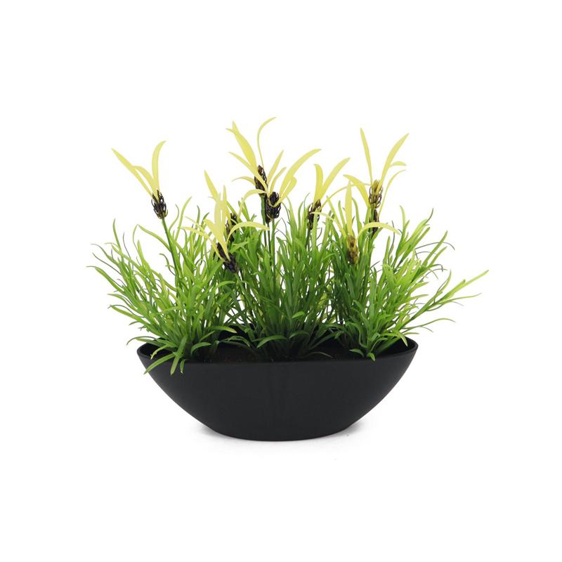 EUROPALMS Feather lettuce, 27cm