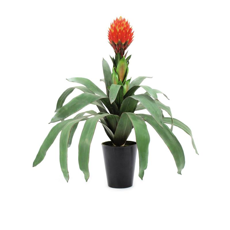 Bromelia 68cm EUROPALMS