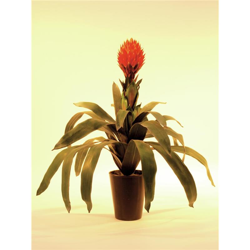 EUROPALMS Bromelia, 68cm