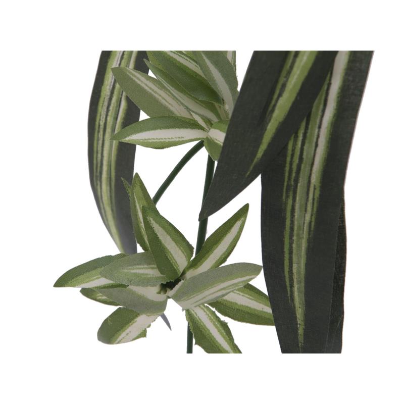 EUROPALMS Spider plant, 60cm