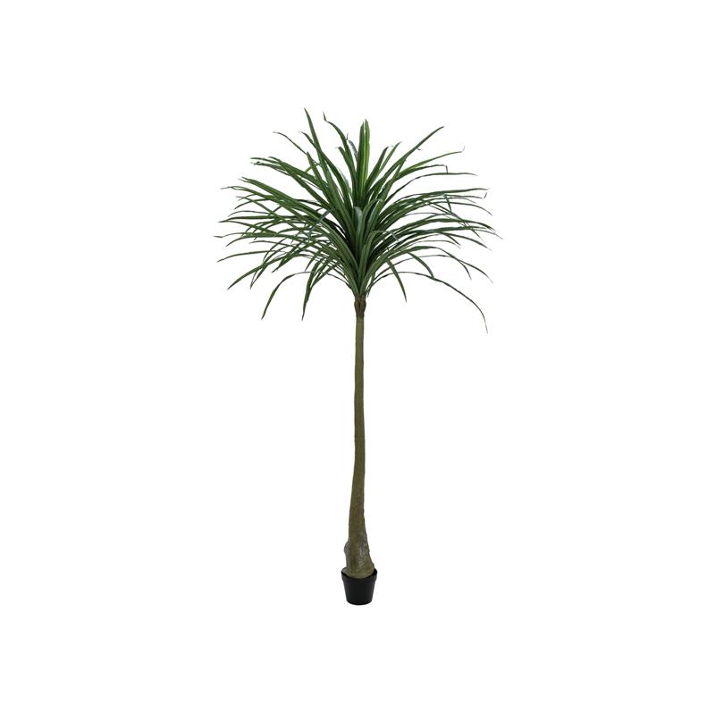 Dracena zelena 220cm EUROPALMS