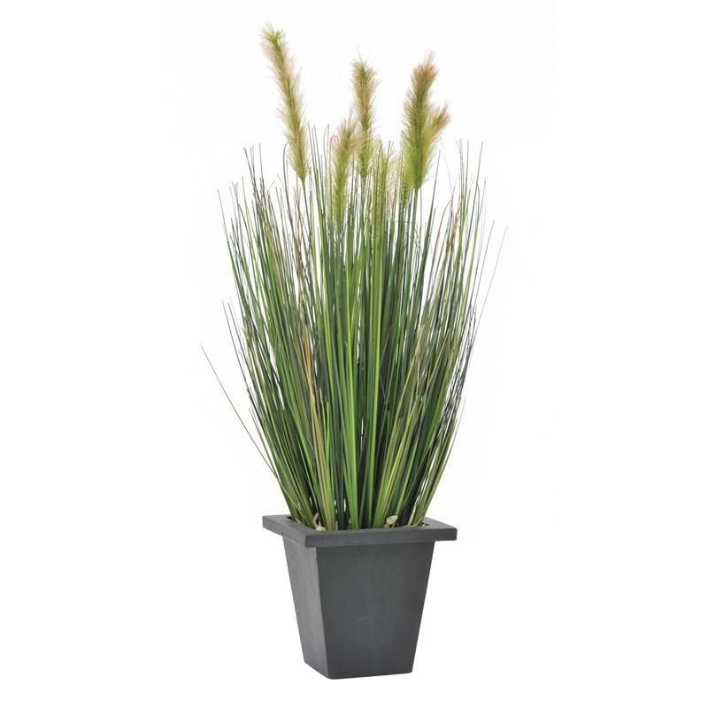 EUROPALMS Moor-grass in pot, 60cm