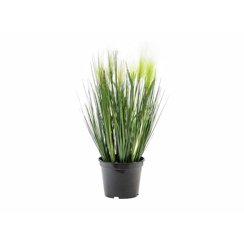 EUROPALMS Feather grass, white, 60cm