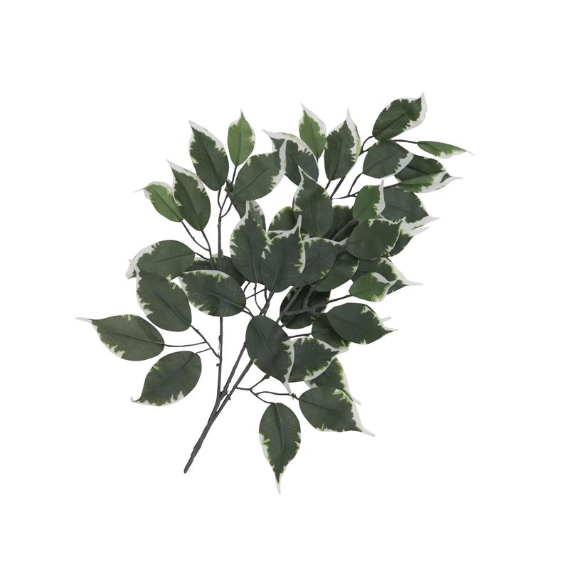 Ficus Vejica 12x EUROPALMS