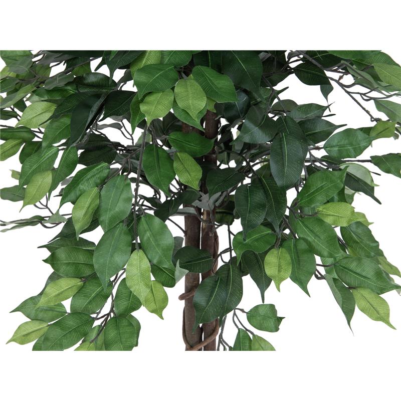 Ficus drevo Multi Trunk 150cm EUROPALMS