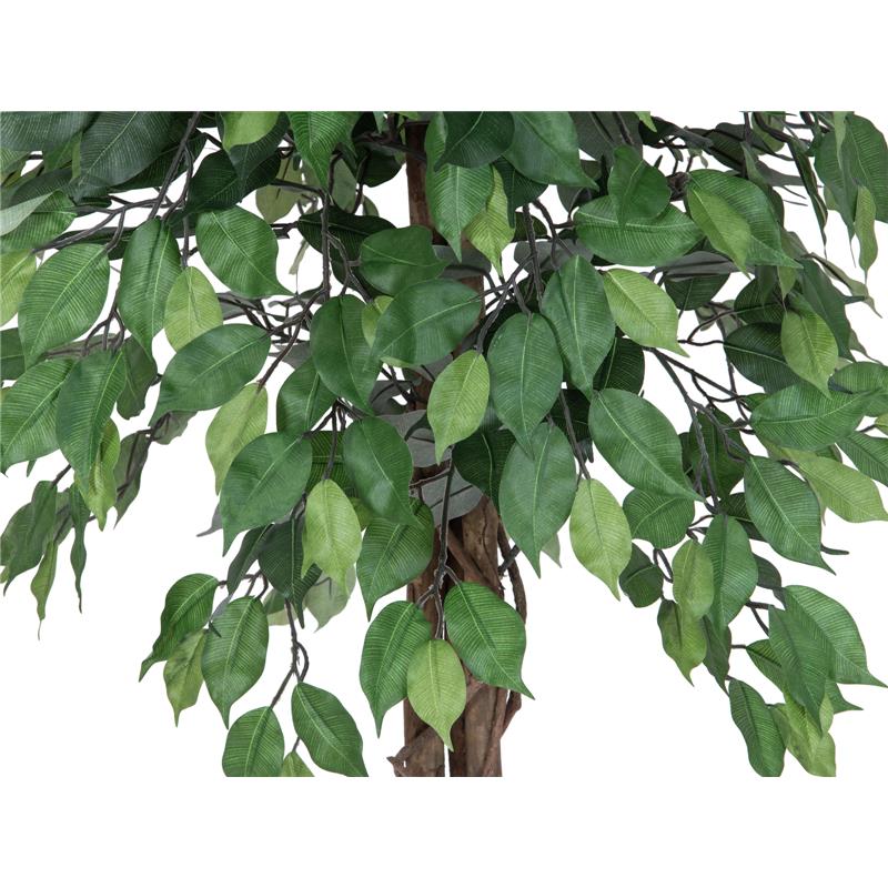 EUROPALMS Ficus Tree Multi-Trunk, 180cm