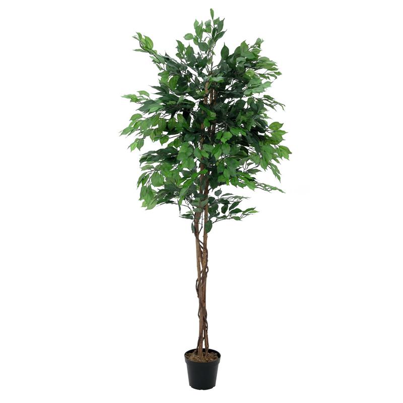 Ficus drevo več trup 210cm EUROPALMS