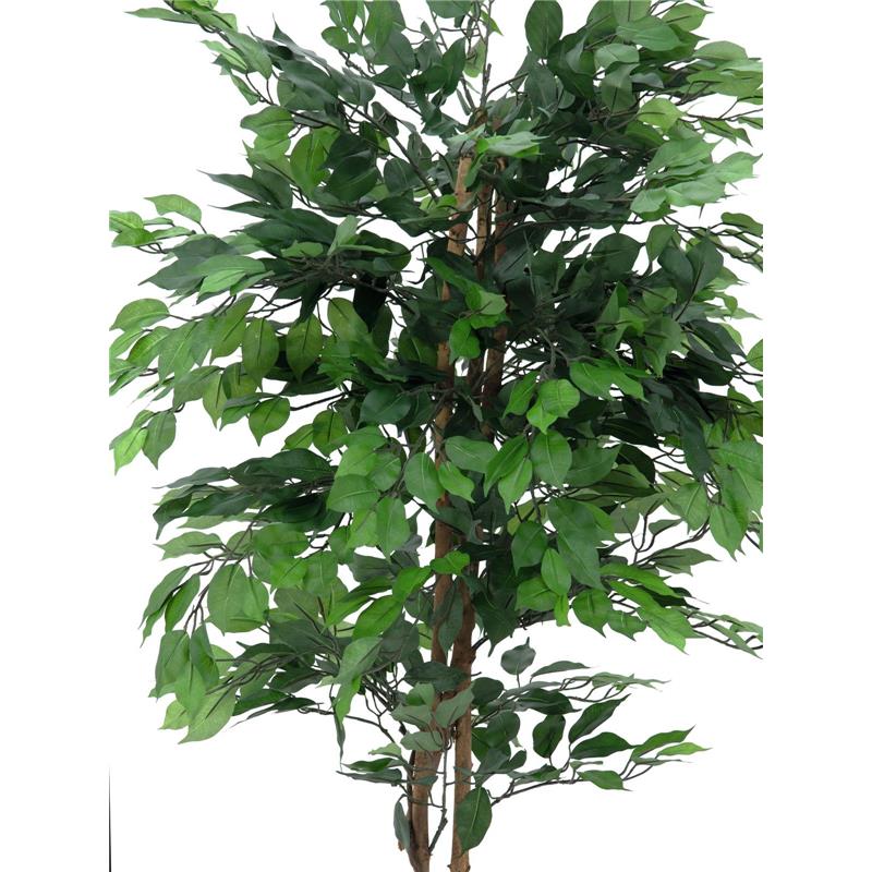 Ficus drevo več trup 210cm EUROPALMS