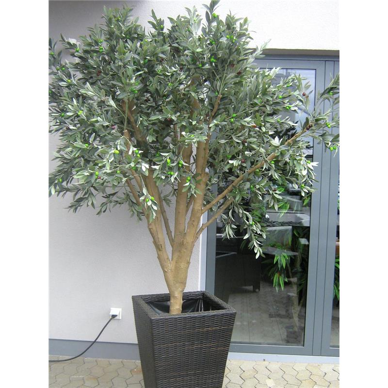 EUROPALMS Giant Olive tree, 250cm