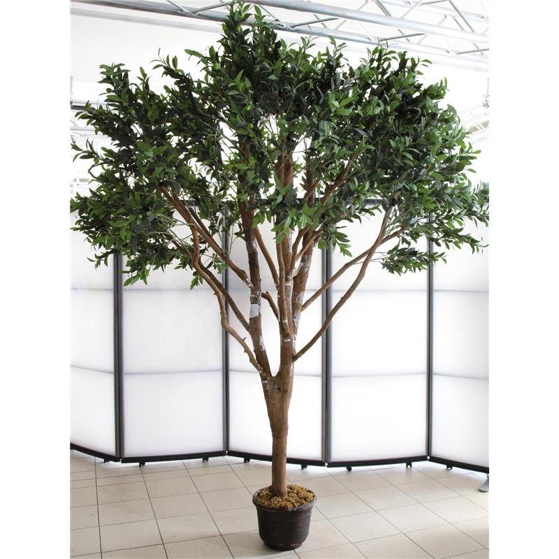 EUROPALMS Giant Olive tree, 250cm