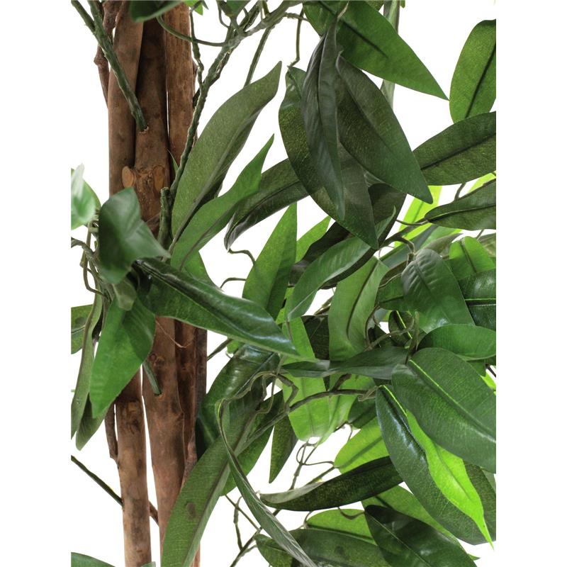 EUROPALMS Jungle tree Mango, 180cm