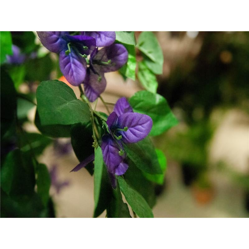 EUROPALMS Bougainvillea, lavender, 150cm