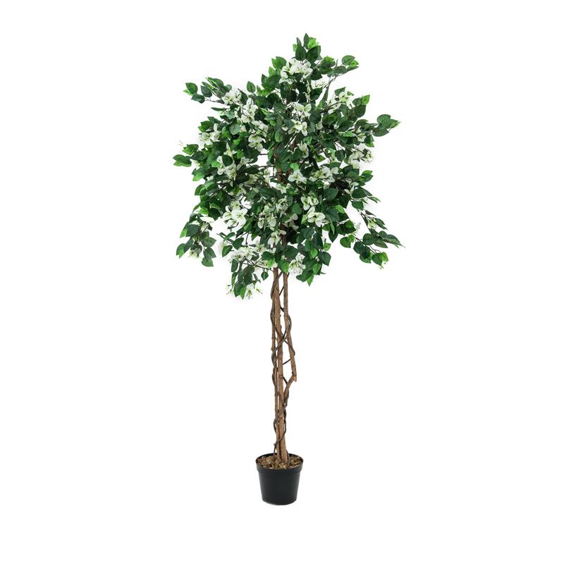 EUROPALMS Bougainvillea, white, 150cm