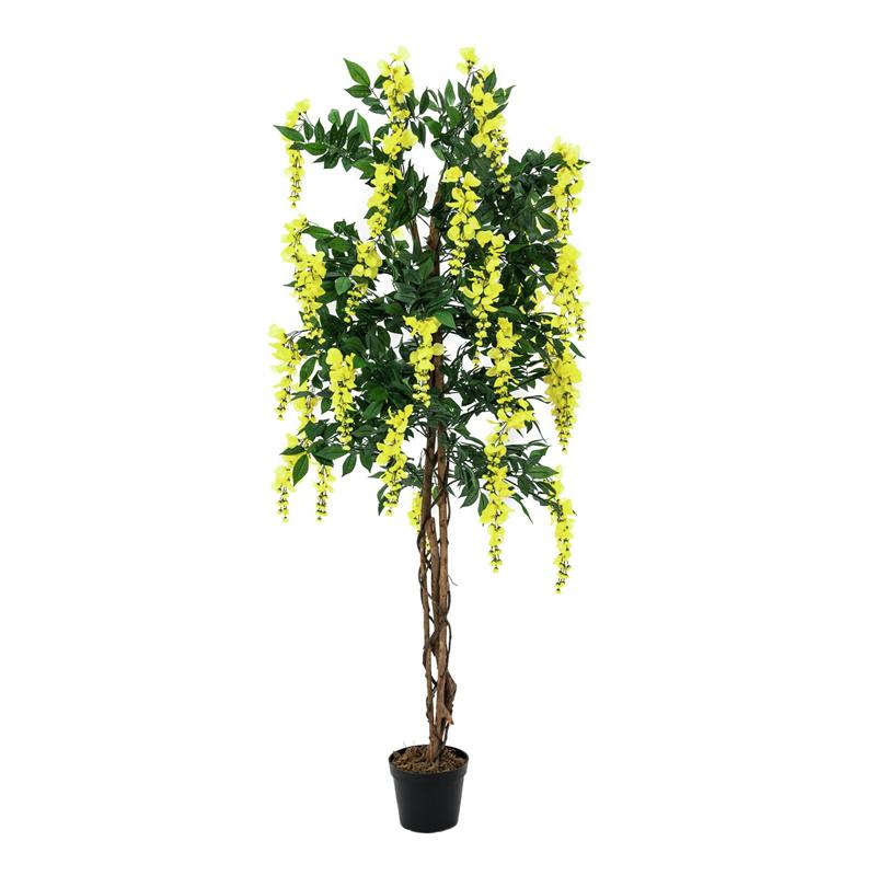 EUROPALMS Wisteria, yellow, 150cm