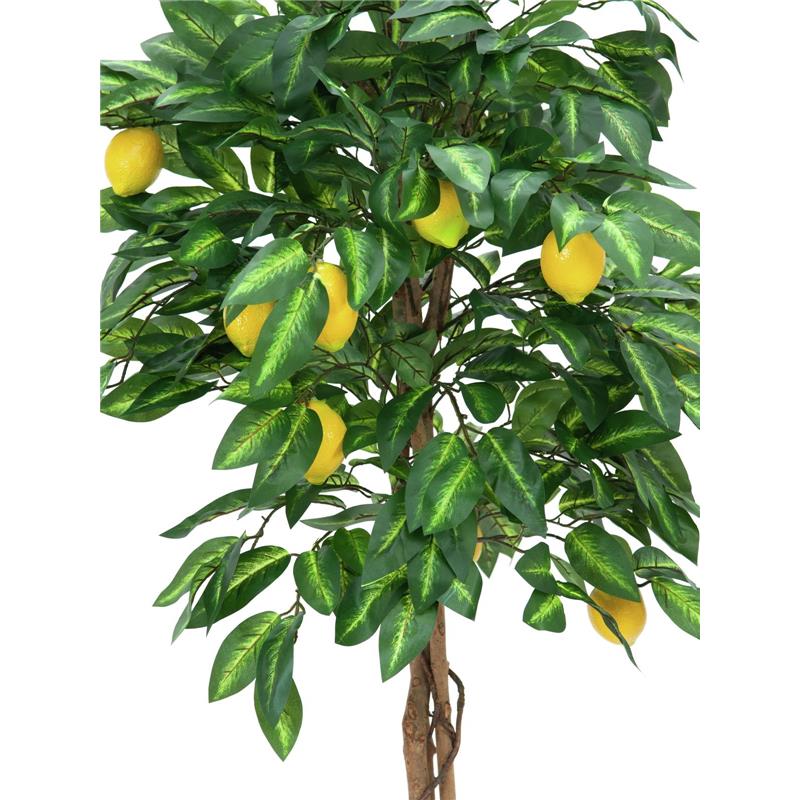 EUROPALMS Lemon tree, 150cm