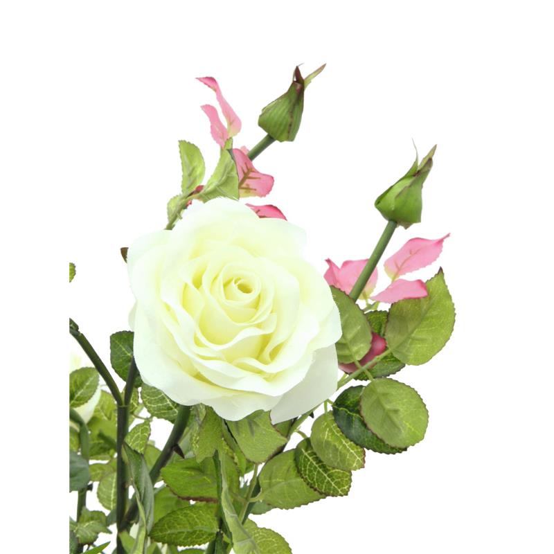 Rose grm smetana 86cm EUROPALMS