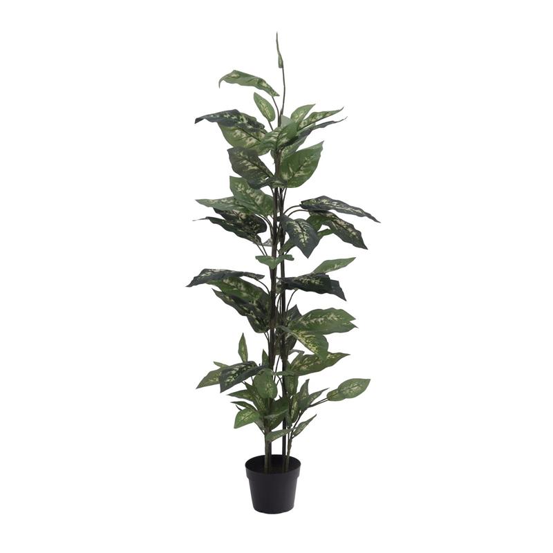 EUROPALMS Dieffenbachia, 120cm