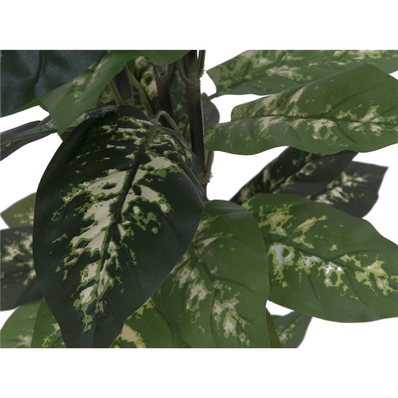 Dieffenbachia 120cm EUROPALMS