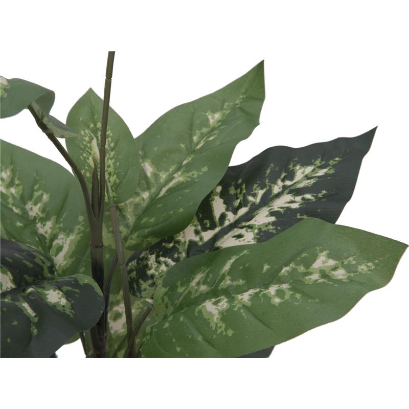 Dieffenbachia 120cm EUROPALMS