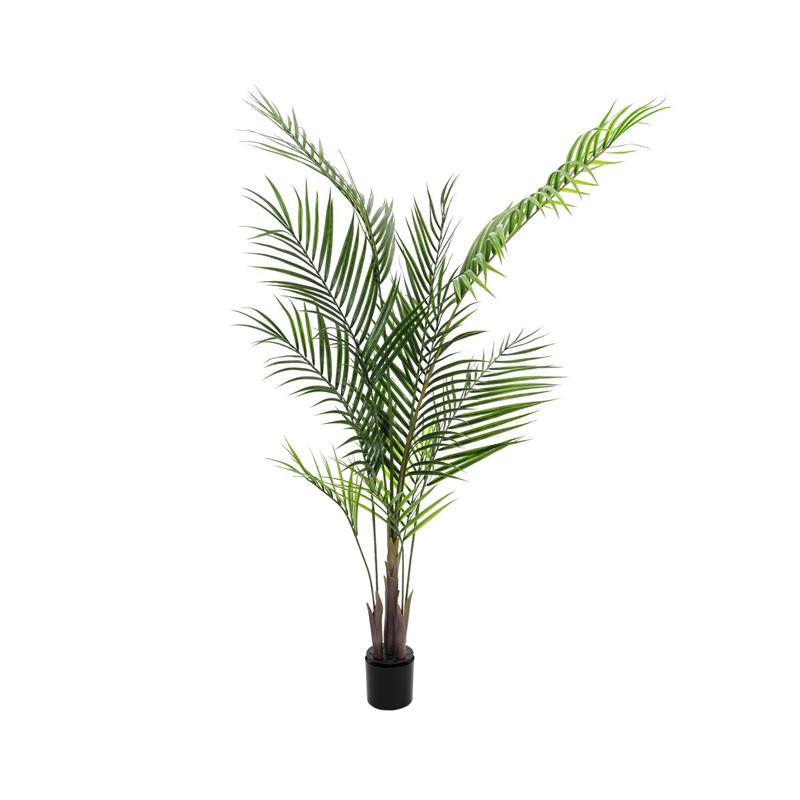 Areca palma z velikimi listi 165cm EUROPALMS