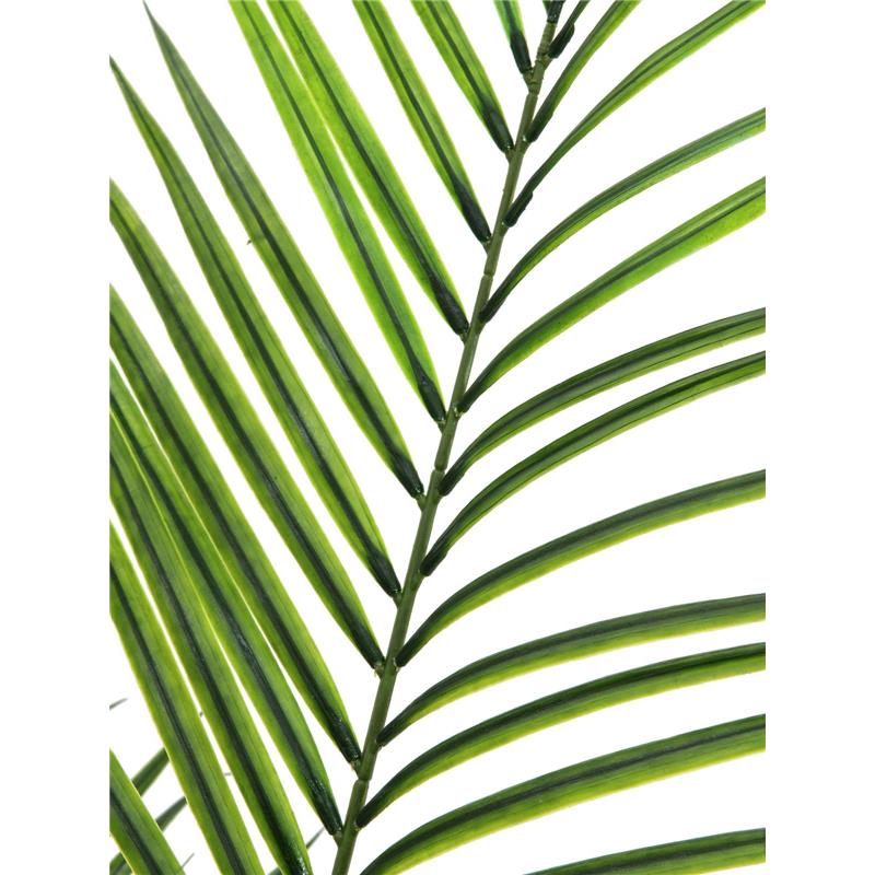 Areca palma z velikimi listi 165cm EUROPALMS