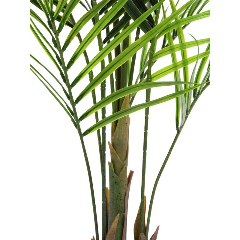 EUROPALMS Areca palm with big leaves, 165cm