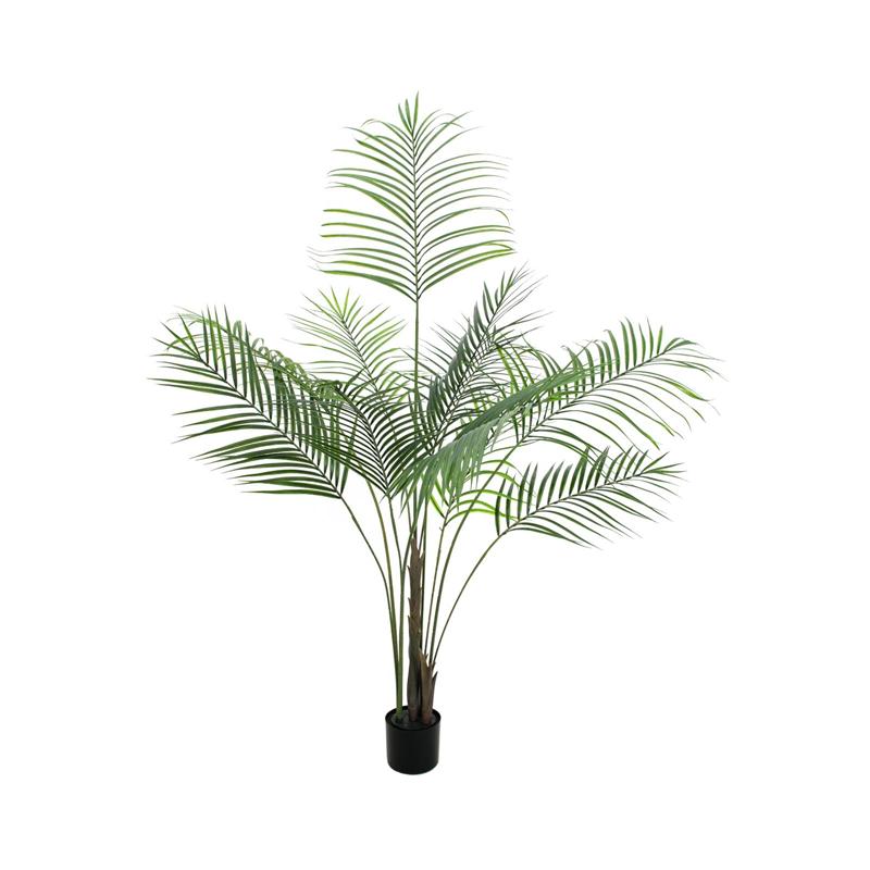 Areca palma z velikimi listi 185cm EUROPALMS