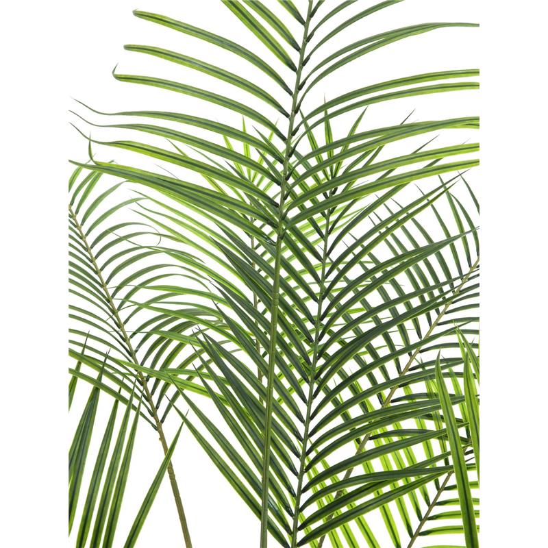 Areca palma z velikimi listi 185cm EUROPALMS