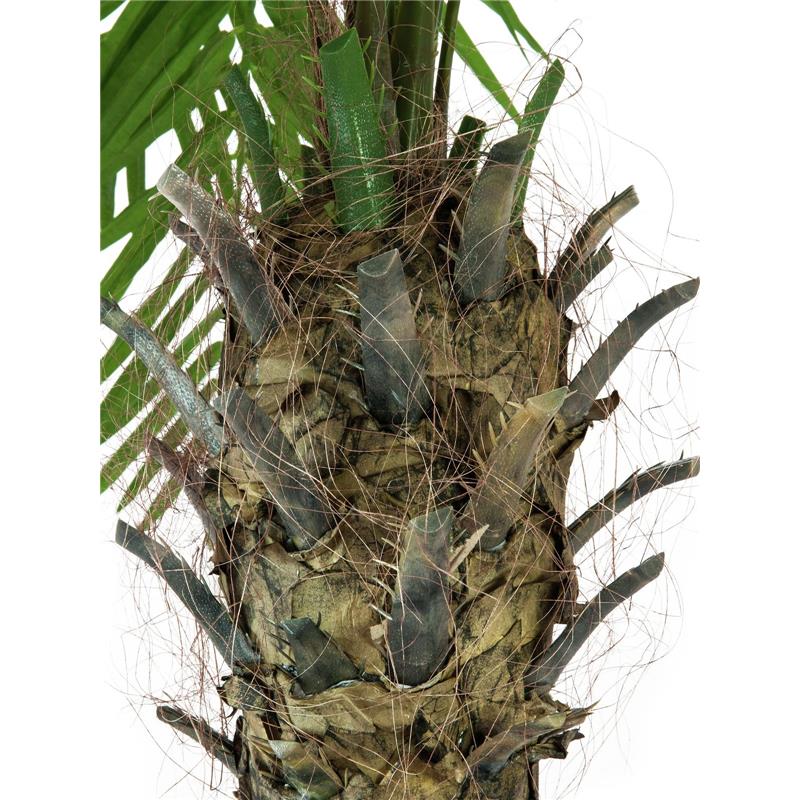 EUROPALMS Phoenix palm tree luxor, 300cm