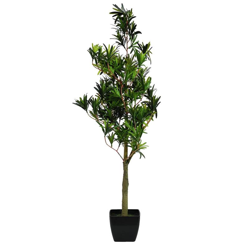 Podocarpus drevo 90cm EUROPALMS