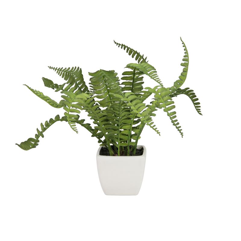 EUROPALMS Boston fern in pot, 25cm