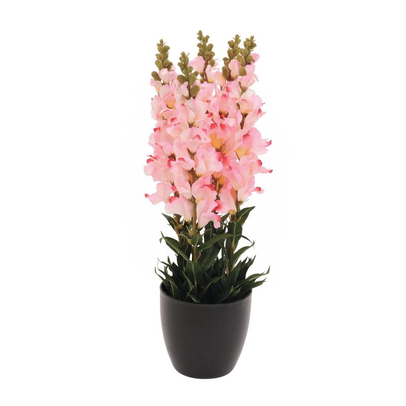 EUROPALMS Antirrhinum, rose, 65cm