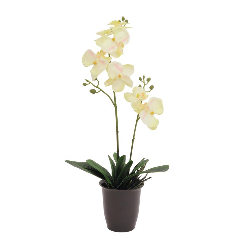 EUROPALMS Orchid, cream, 57cm