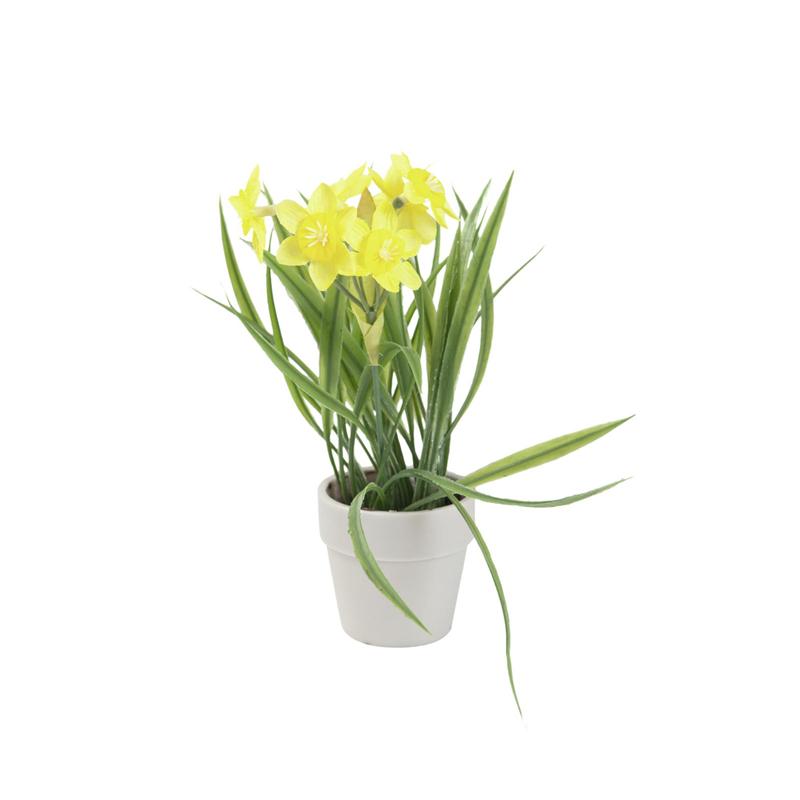 EUROPALMS Daffodil, 22cm