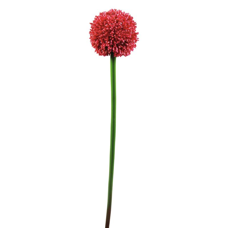 Allium Vejica rdeč 5,5cm EUROPALMS