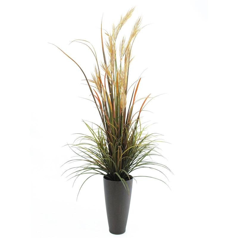 EUROPALMS River grass September, 175cm