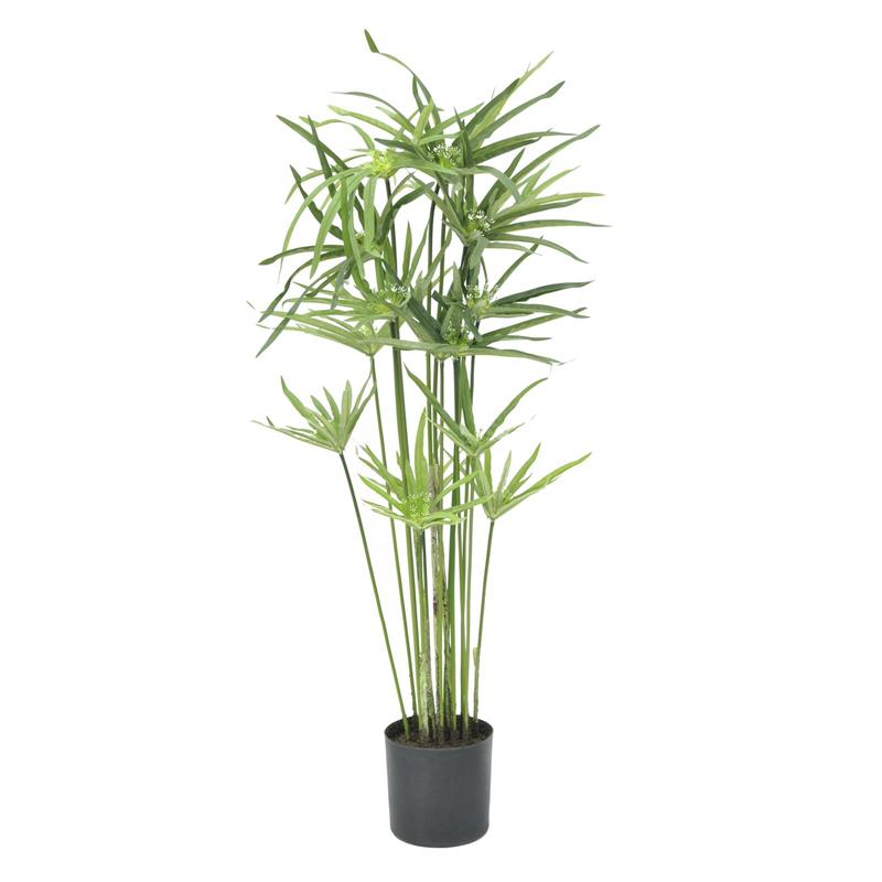 EUROPALMS Cyprus grass, 76cm