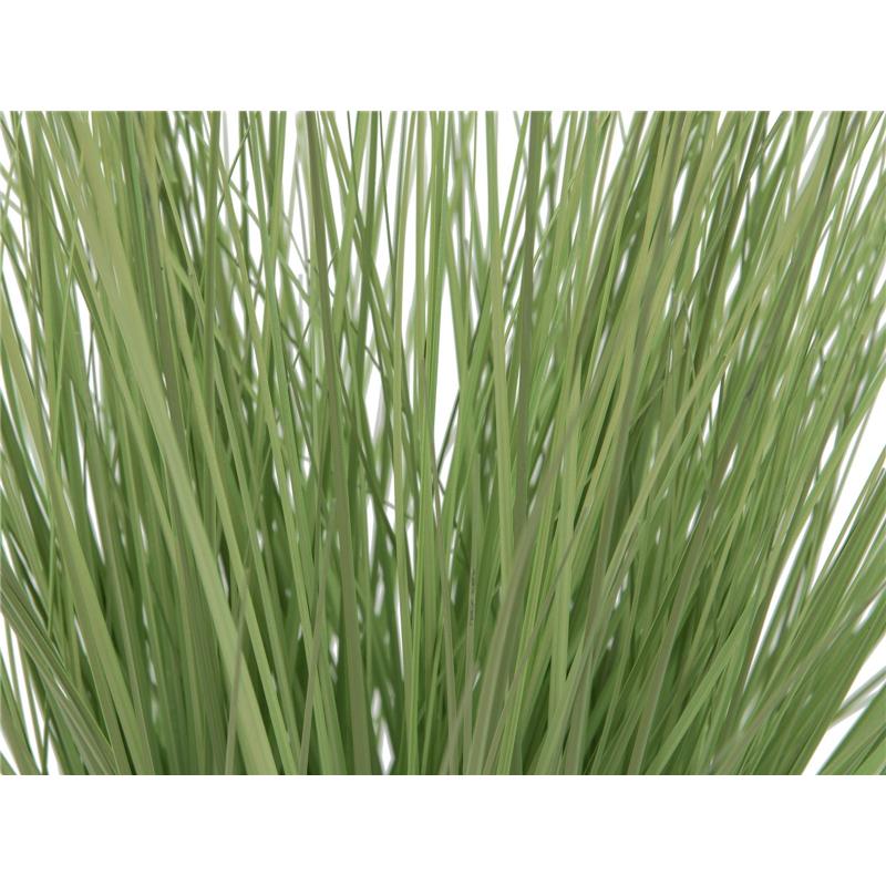EUROPALMS Ornamental grass, 65cm