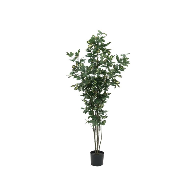 Schefflera 150cm EUROPALMS