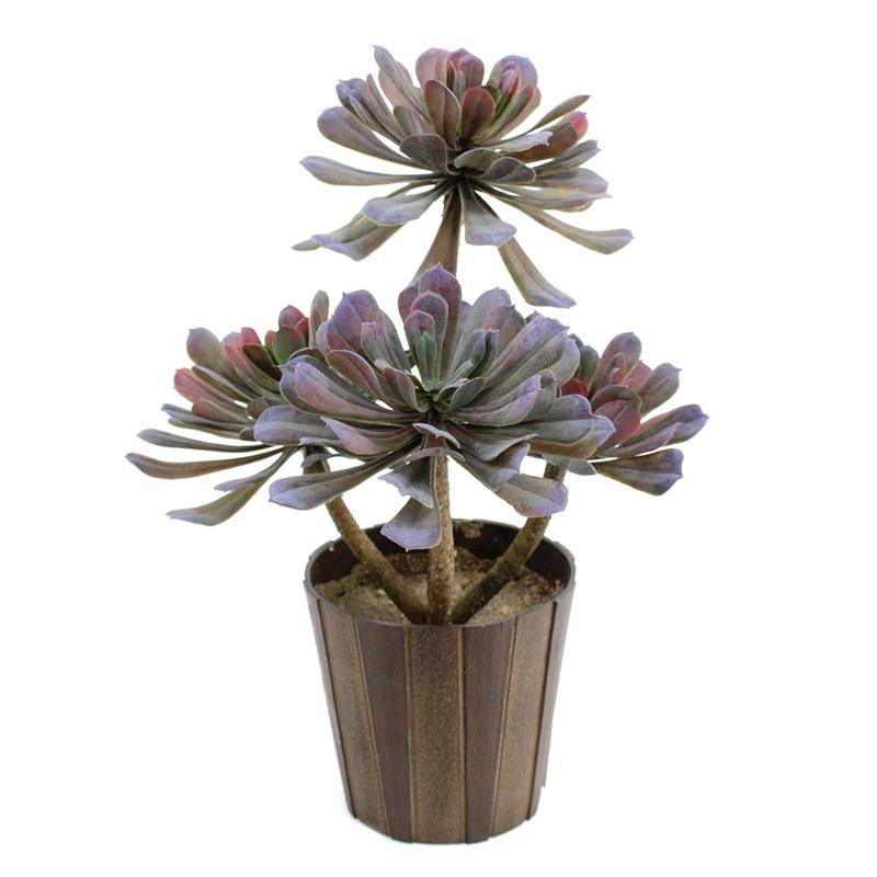 EUROPALMS SucculentAeonium plant, 30cm