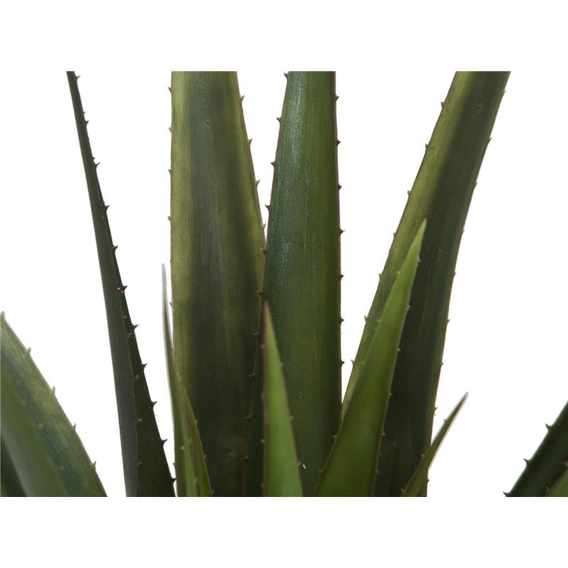 Aloe Vera 60cm EUROPALMS