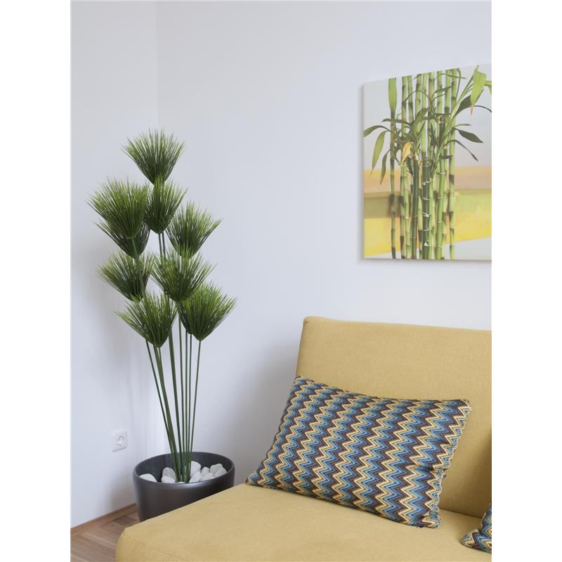 EUROPALMS Papyrus plant, 150cm